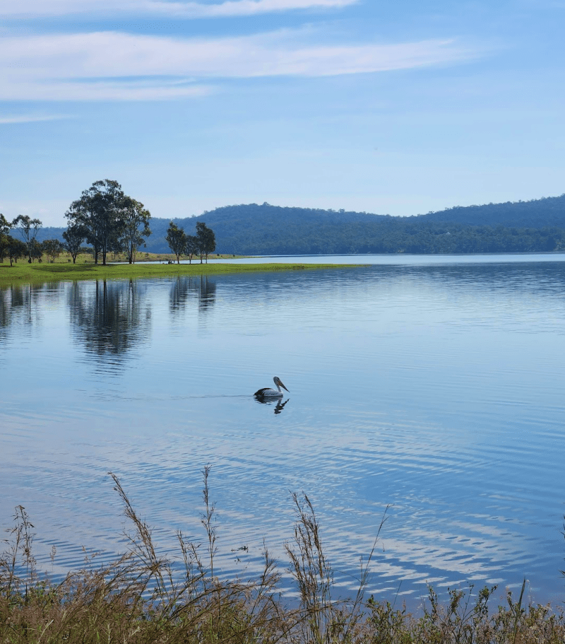 Lake Wivenhoe Australian birds