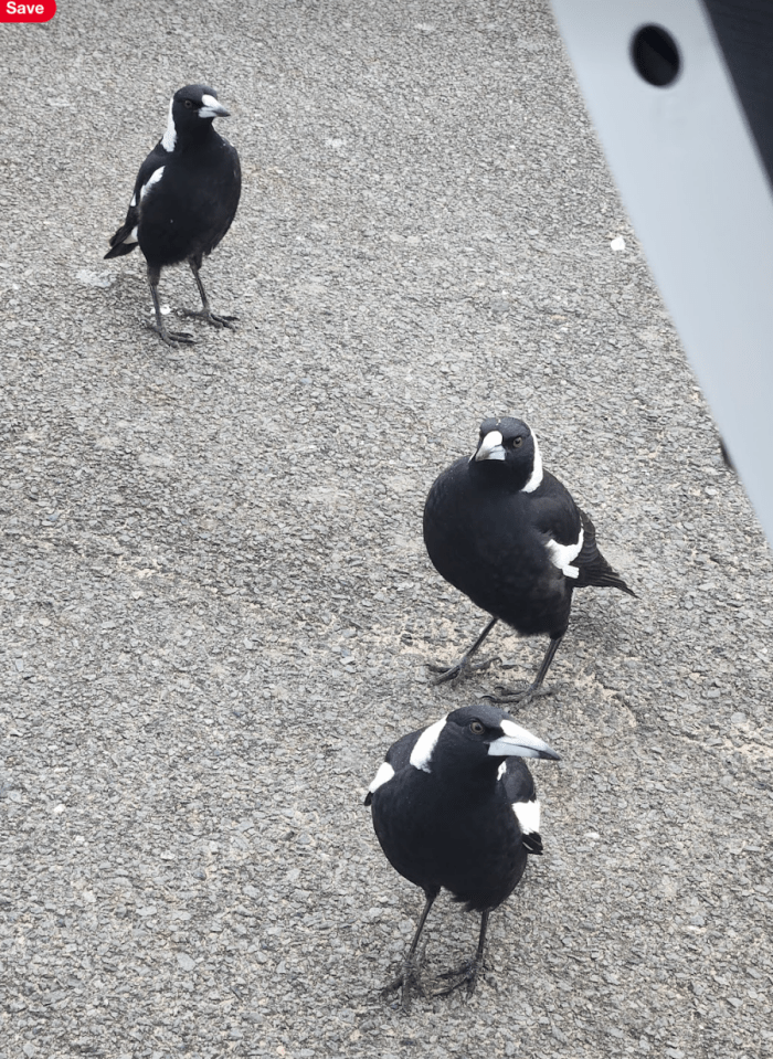 Magpies Australian birds