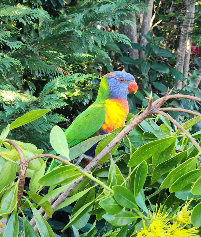 Rainbow Lorikeet Australian birds