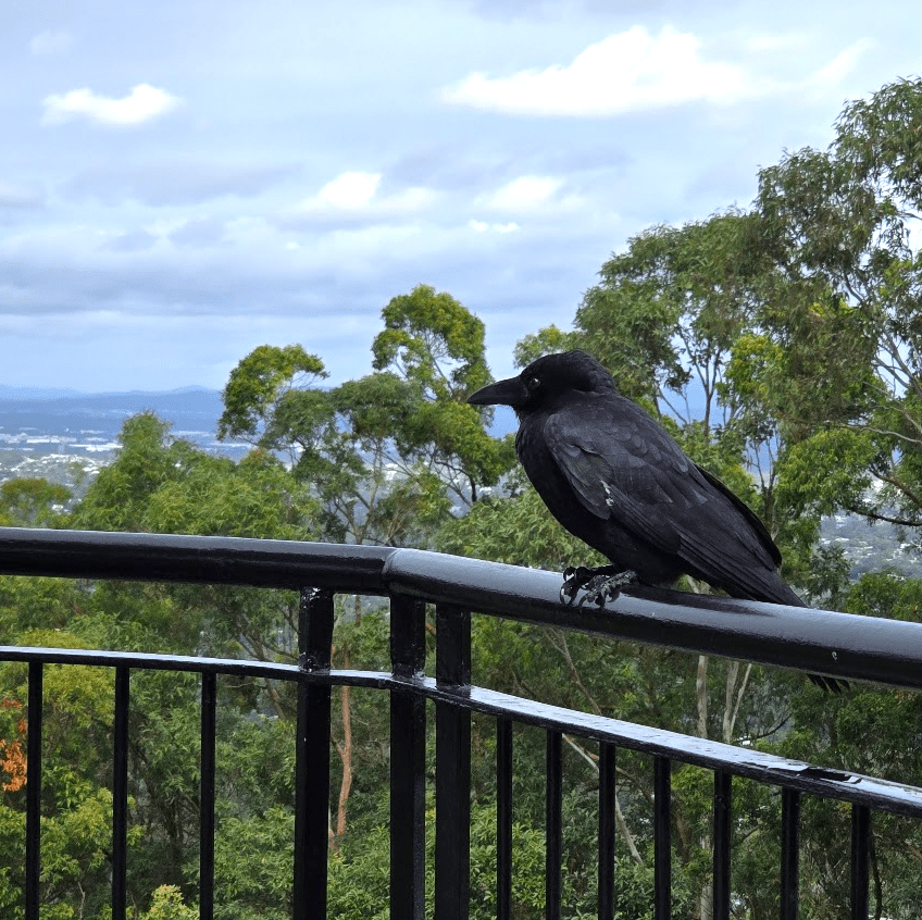 raven Australian birds