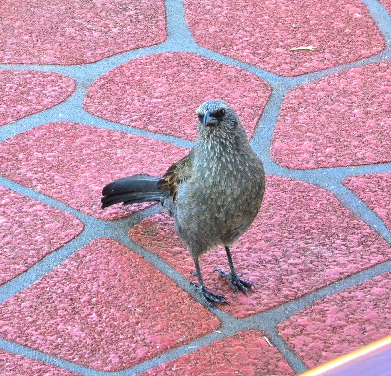 spotted dove Australian birds