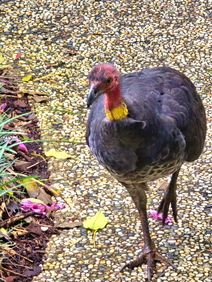 Australian turkey Australian birds