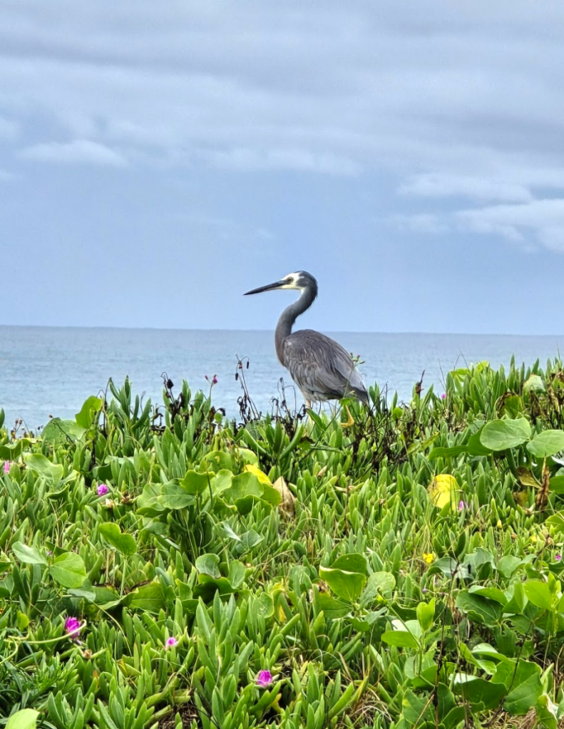 Australian birds White faced heron
