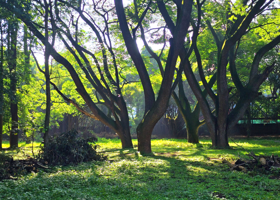 Bangalore_Cubbon Park nature walk