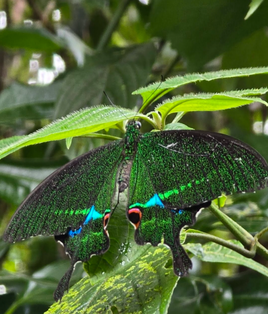 Coorg_Blue Peacock swallowtail butterfly