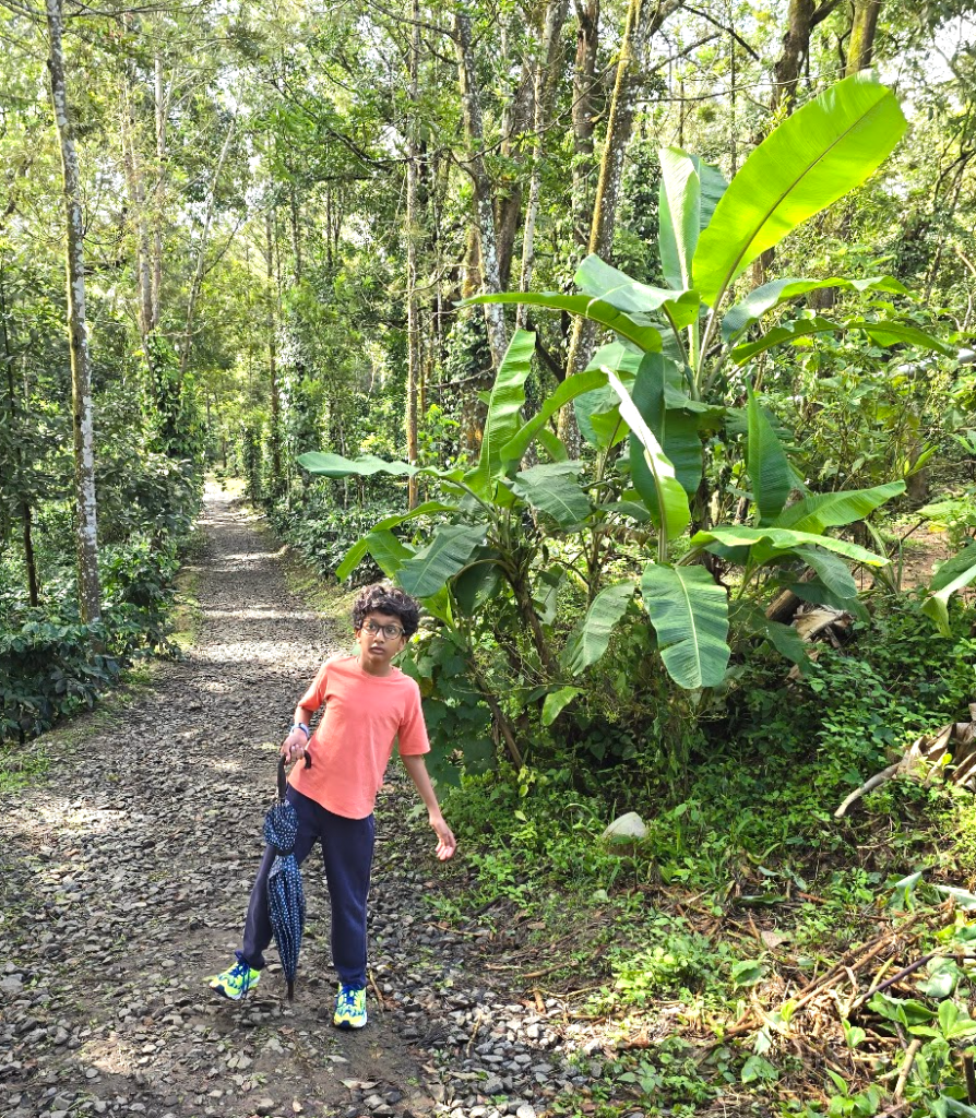 Coorg things to do_Coffee plantation spice plantation