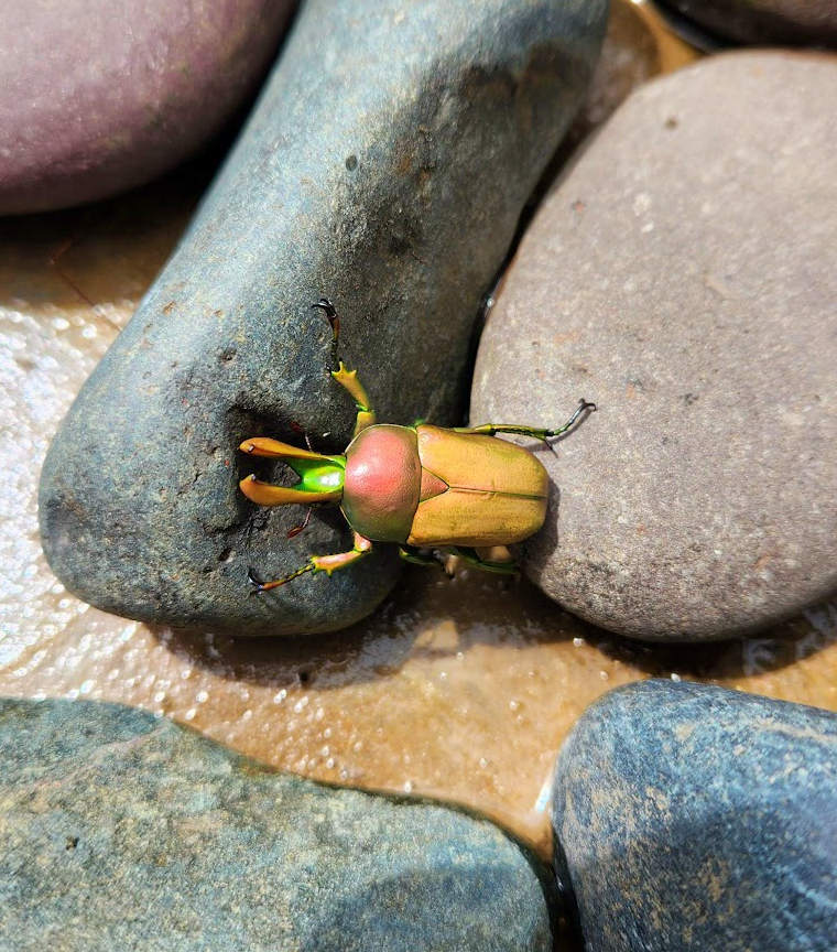 Coorg_Nature walk rhinocerous beetle