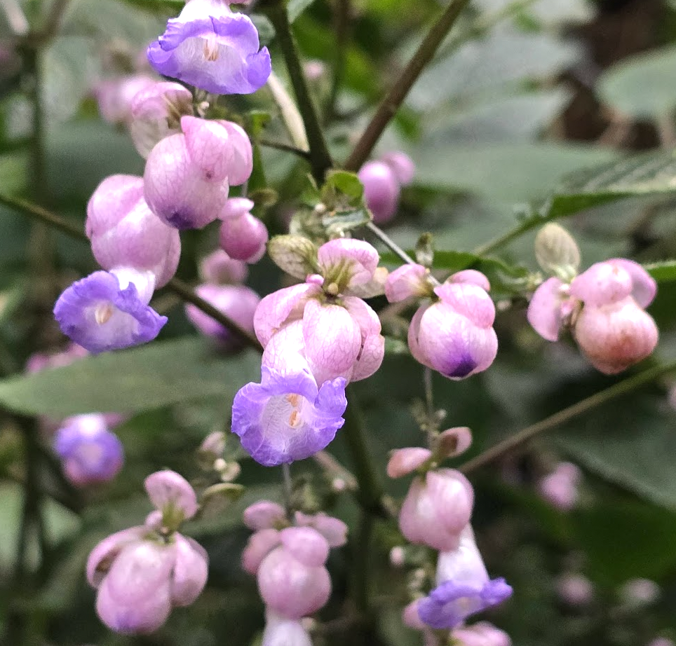 Coorg in the rain_Nature walk flora pink and purple flowers