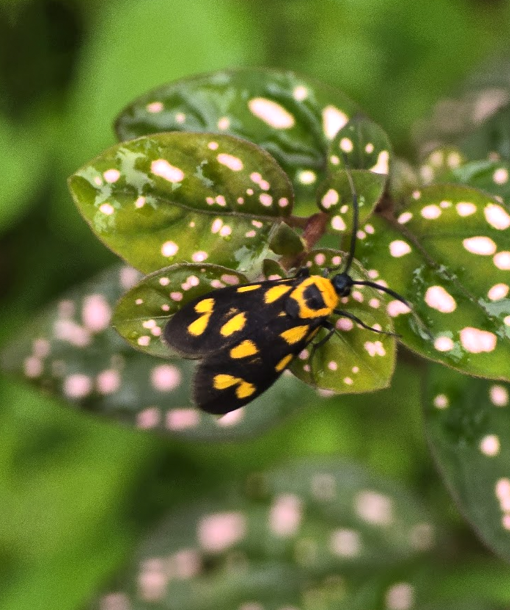 Coorg in the monsoons Nature walk spotted moth