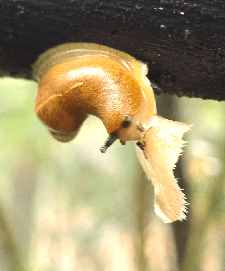 Coorg_Nature walk slug eating mushroom