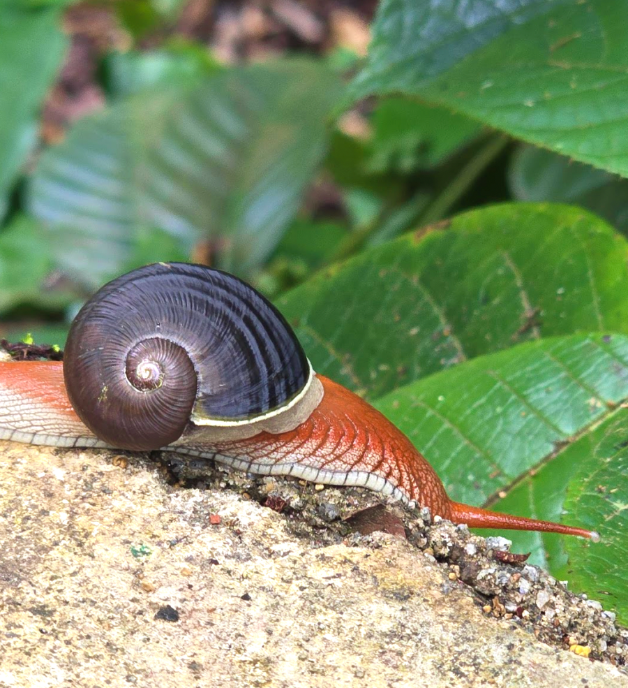 Coorg_Nature walk snail
