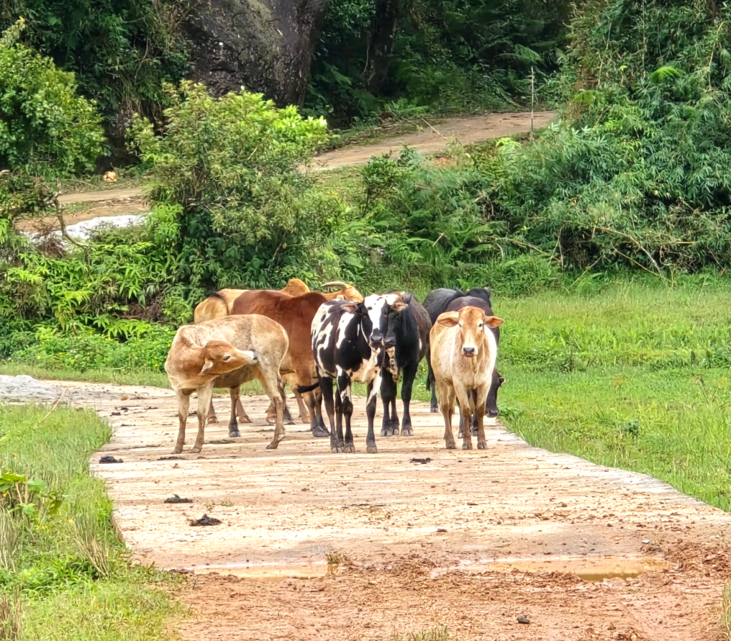 Coorg India travel_Nature walk village herd of cows