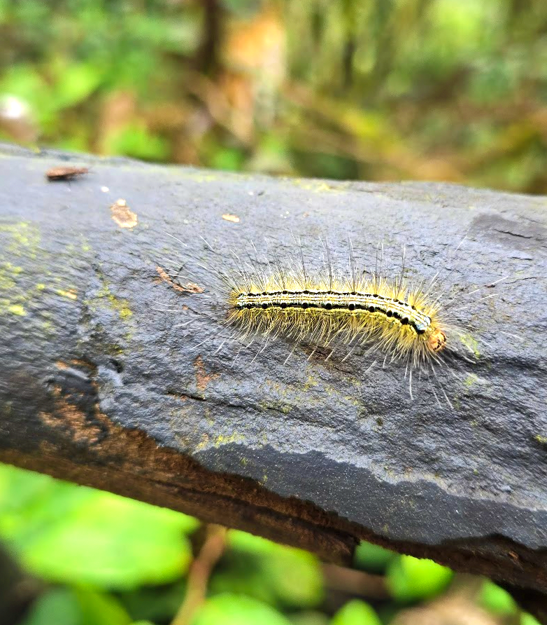Coorg_Nature walk centipede