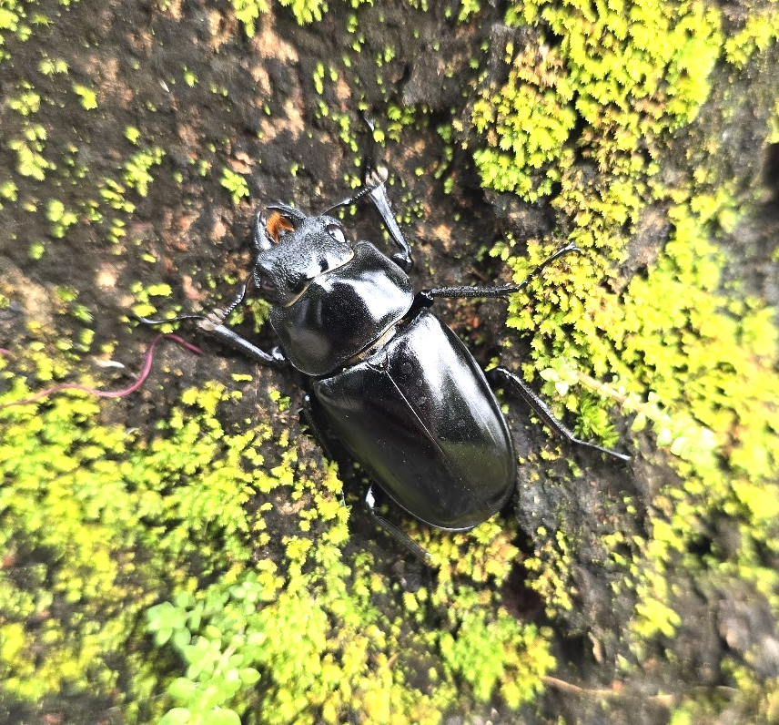 Coorg holiday nature walk_rhino beetle