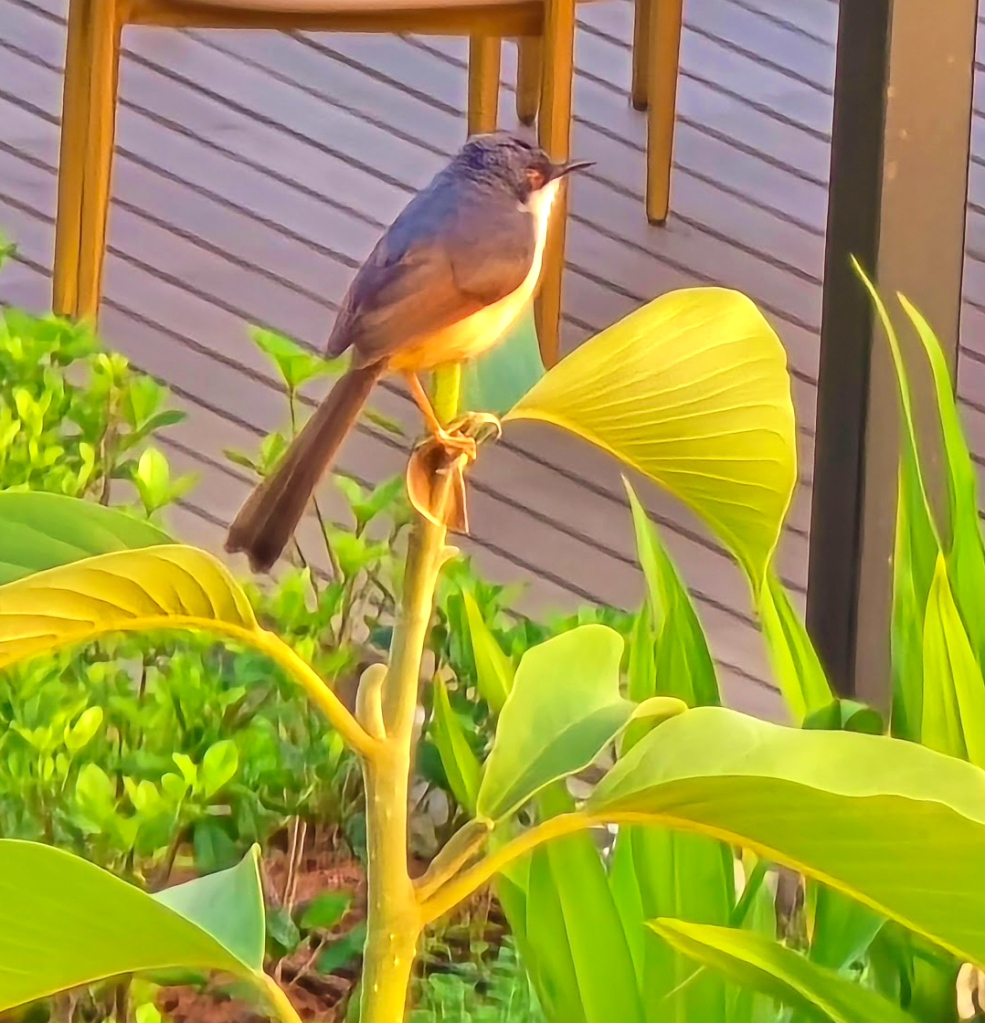 staycation Hyderabad Hilton Genome valley bird watching