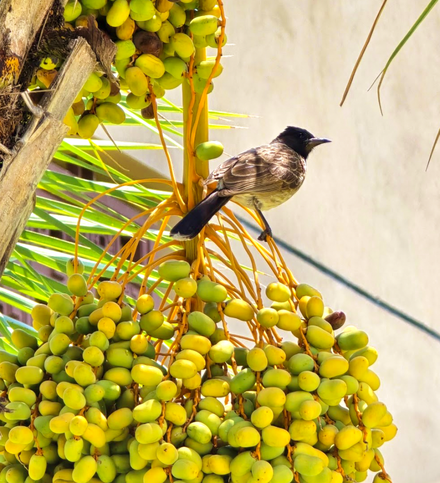 staycation Hyderabad Hilton Genome valley nature walk bird watching