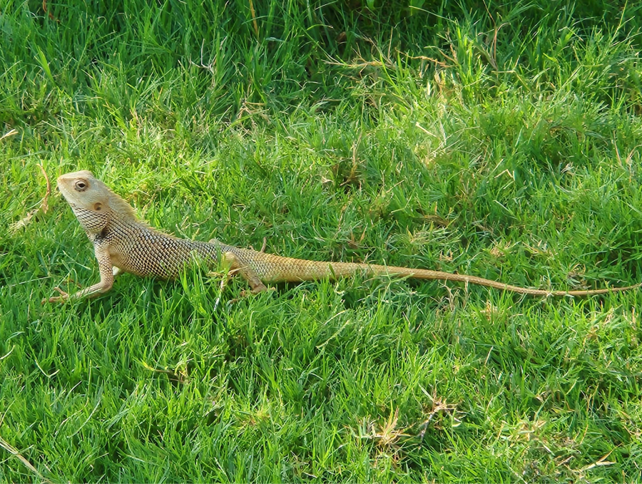 staycation Hyderabad Hilton Genome valley nature walk